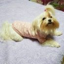 옷만들기(중급) 이미지