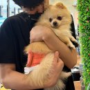 모찌네호캉스 | [성남] 소형 강아지 애견 카페 ‘모찌네 호캉스’ (NO 키즈존)