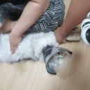 긔엽냥 이미지