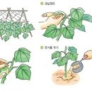 오이 재배 원줄기 유인! 백오이 키우는 법 *오이냉국 이미지