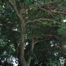 완도 맹선리 상록수림 이미지