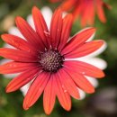 데이지데이 이미지