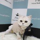 피엔피PC 이미지