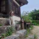 1878 | 🇰🇷 봄이의 국가유산 건강검진 – 봉화 만산고택 편 🐾