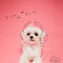 헬로우 독 이미지