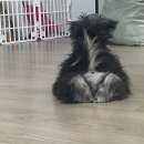 보드레도그 이미지