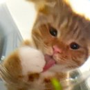 진니