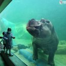 아라마루 이미지