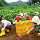 세경농장 연합뉴스