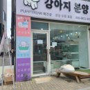 퍼피루미강아지분양애견샵양주