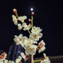 일상호사 이미지