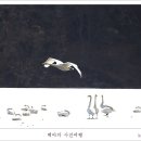 백조 이미지