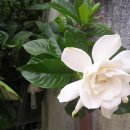 해인향기 이미지