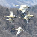 경안천 4 이미지