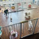 엘제이펫 이미지