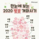 2020년 벚꽃 개화시기 이미지