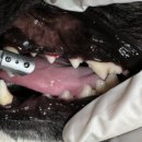 스마일동물의료센터 이미지