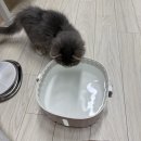 누심비 | 고양이 자동급식기 급수기 구매후기 디클펫 급식기, 누심비 급수기