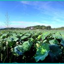 유등연지 이미지