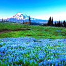 꽃이있는풍경 이미지