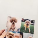 내 강아지의 봄 일산애견유치원&애견호텔 이미지