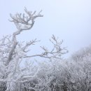 1월10일(토) 곤도라 타고 눈의 세계로 덕유산 향적봉 상고대 눈꽃여행 이미지
