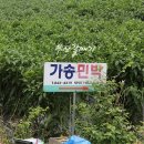 가송민박 이미지