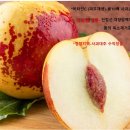 황웰빙