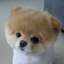 이쁜강아지 이미지