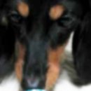 창신동물병원 이미지