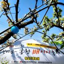 배꽃농장 | 🍐 배꽃 아래 웃음꽃이 피었어요 – 2025 봄 배시시축제 후기 🌸