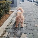 라비쉬독 이미지