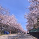[254차] 4월2일 (토) 황령산 벚꽃 둘레길 산행 [춘배] 이미지