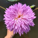 촘푸 파트라 열대수련 (Chompoo Pattra Water Lily) 이미지