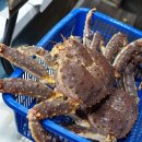 천지대게 이미지