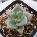 앵금농장 이미지