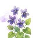 바이올렛 이미지