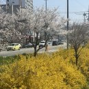 청주맛집[원조고추만두국집] 청주 벚꽃축제 웨이팅