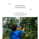 청송사과 홍로사과 햇사과 풋사과 얼음골사과 추석선물세트 구입후기