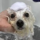 도그미용실 이미지