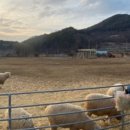 천원목장 이미지