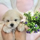 김해 해피몽 김해강아지분양 고양이분양 | 김해해피몽 강아지분양(크림푸들)
