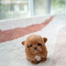 퍼피젤리 이미지