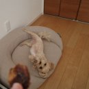 2023-0022 | 내돈내산 강아지간식, wafona후기 (일본강아지간식)