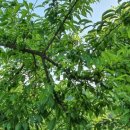 소초농장 이미지