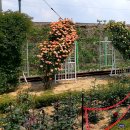 장미공원A 이미지