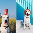 웃는강아지 이미지