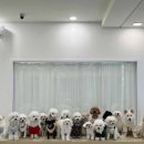 멍문대 애견유치원 이미지