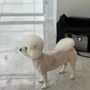 한결강아지미용실 이미지