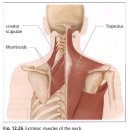 cervical spine의 구조, 생체역학 그리고 촉진 palpation technique - 꼭 다시 정리해야 이미지